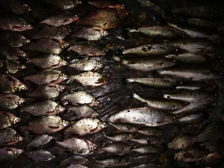 На Хмельниччині браконьєри наловили риби…