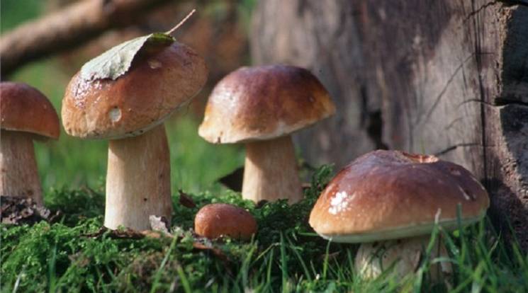 На Днепропетровщине нашли гриб-великан (…