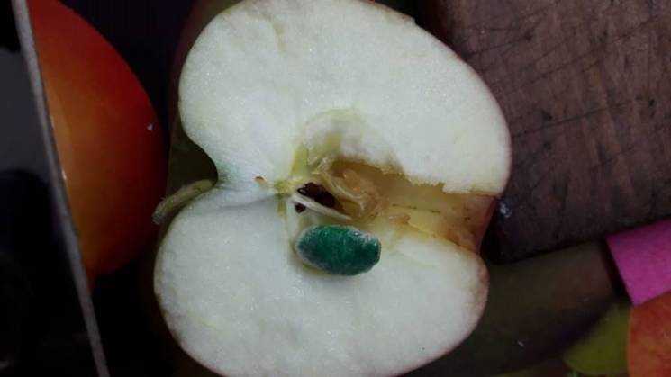 Наркотики, заховані у яблуко, намагалися…