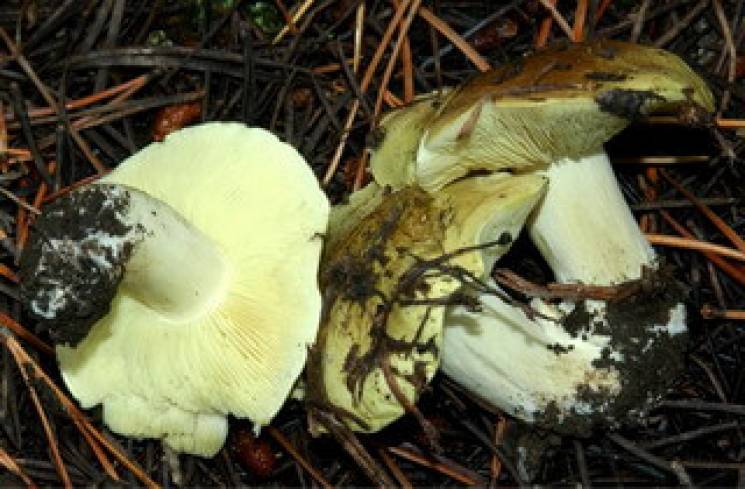 На Херсонщине семья отравилась грибами:…
