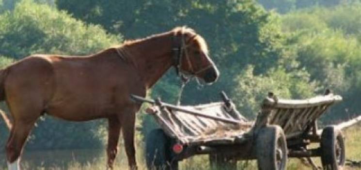 На Тернопільщині коні смертельно травмув…