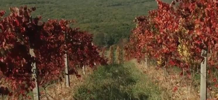 Урожай винограда на Закарпатье обещает у…