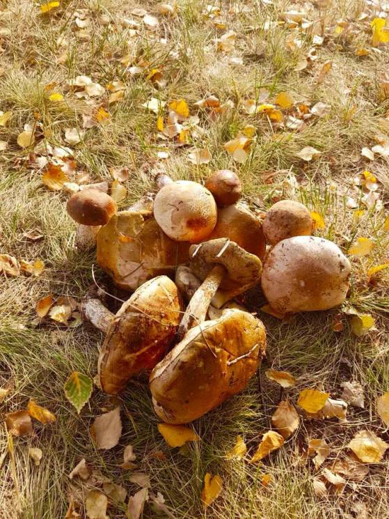 На Херсонщині грибники збирають небачені врожаї