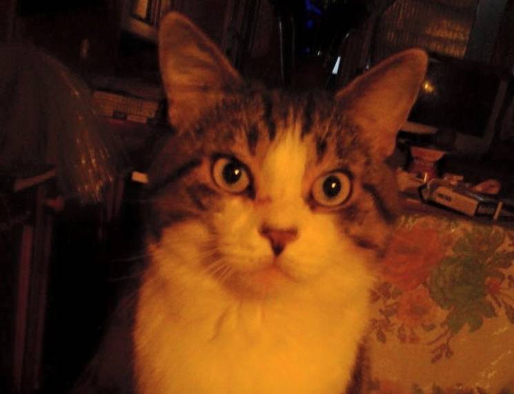 Умный кот спас херсонца во время пожара…