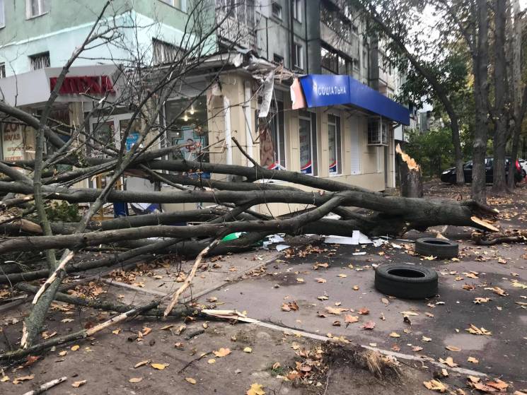 В Одесі чимале дерево рухнуло на дах апт…