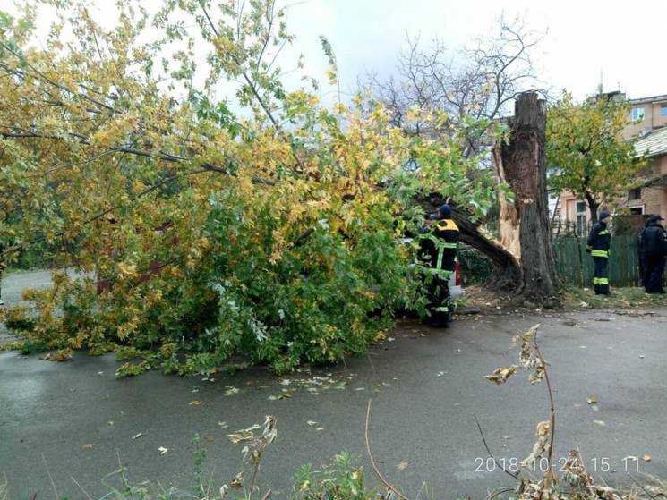 В Ужгороді дерево впало на автівку (ФОТО…