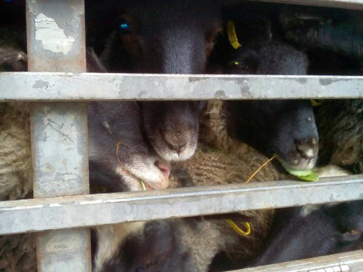300 овець, що страждають у порту на Одещ…
