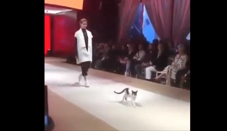 На модном показе в Стамбуле кошка вылезл…