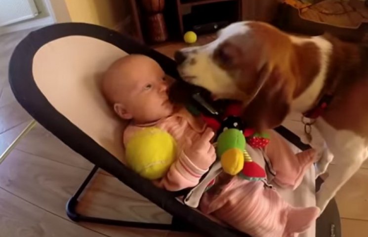 Трогательное видео о дружбе малыша и соб…