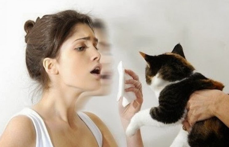 Створено ліки від алергії на кішок…