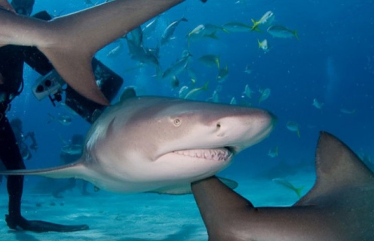 Акули в 9 разів частіше вбивають чоловік…