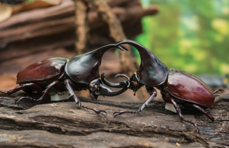 Ученые описали боевые приемы жуков-носор…