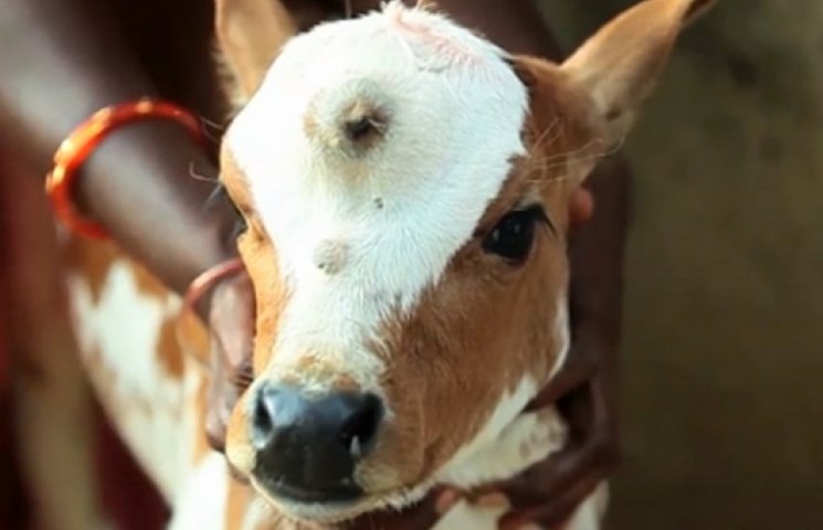 Трехглазого теленка в Индии признали бож…