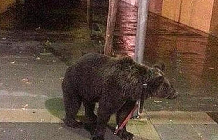 Испанец пришел в бар с живым медведем…