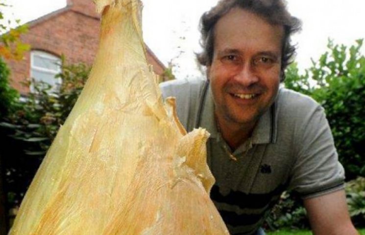 Британець виростив цибулину вагою 8,5 кг…