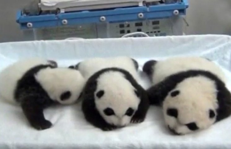 У Китаї народилися єдині у світі панди-т…