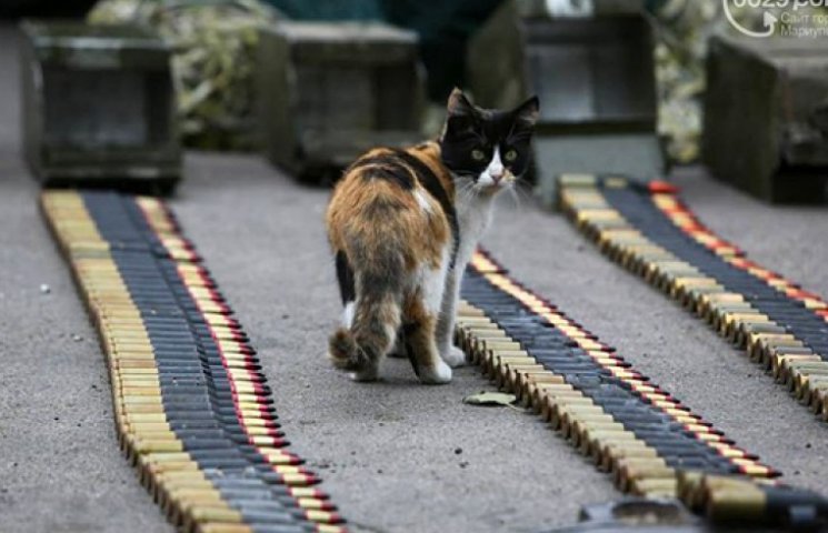 Як українські військові та кіт охороняют…