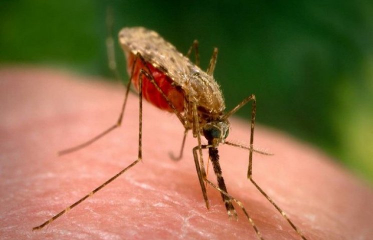 Жители Львовщины начали болеть малярией…