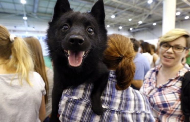 В Ужгороде состоится выставка собак…