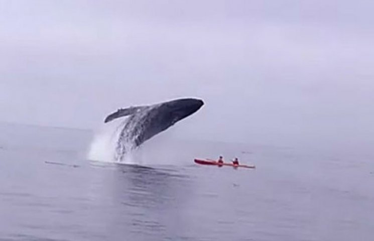 Гигантский кит прыгнул на крошечную лодк…