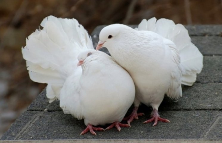 В Ужгороді відбудеться виставка голубів…