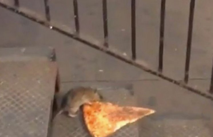 Как крыса таскала огромный кусок пиццы п…