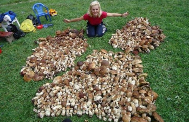Как найти миллион грибов: прошлогодние р…