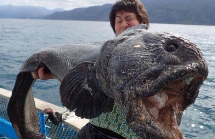 Японський рибалка впіймав двометрову риб…
