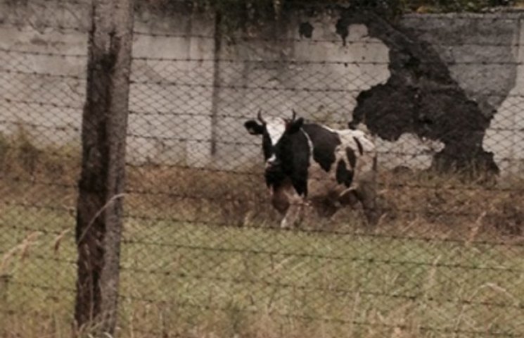 "Корида" на Сумщині: Оскаженіла корова п…