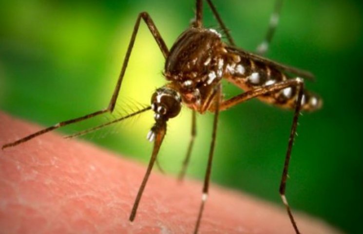 Звичайні комарі заразили полтавського ри…