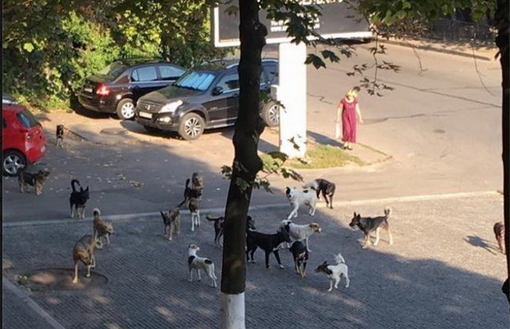 У центрі Дніпра зграя бездомних собак те…