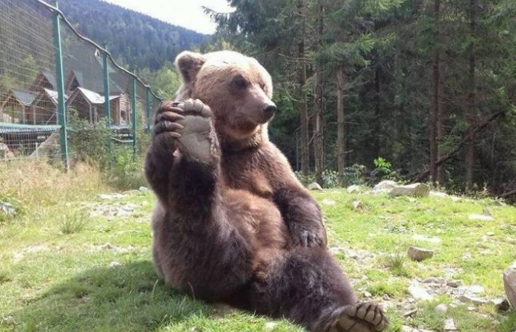 Як закарпатський ведмідь робить ранкову…