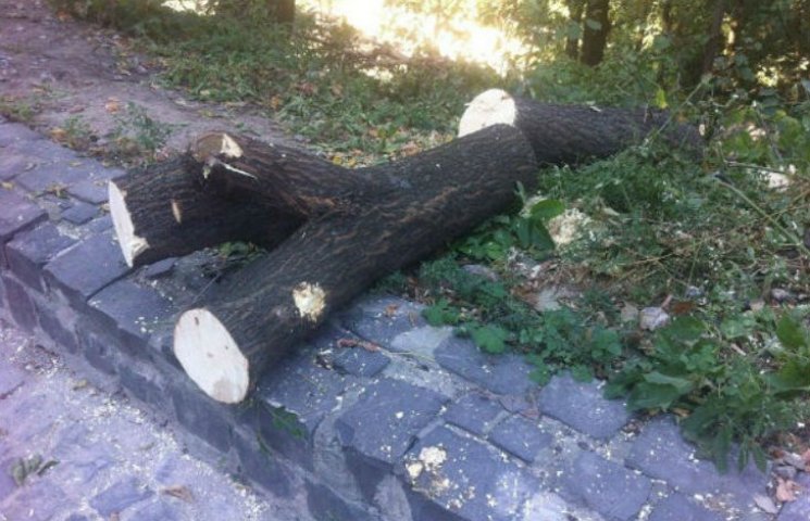 "Киевзеленстрой": вырубка деревьев на Пе…