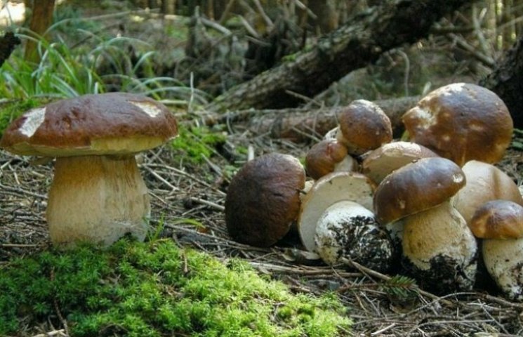 Карпатські гриби чекають на своїх "мисли…