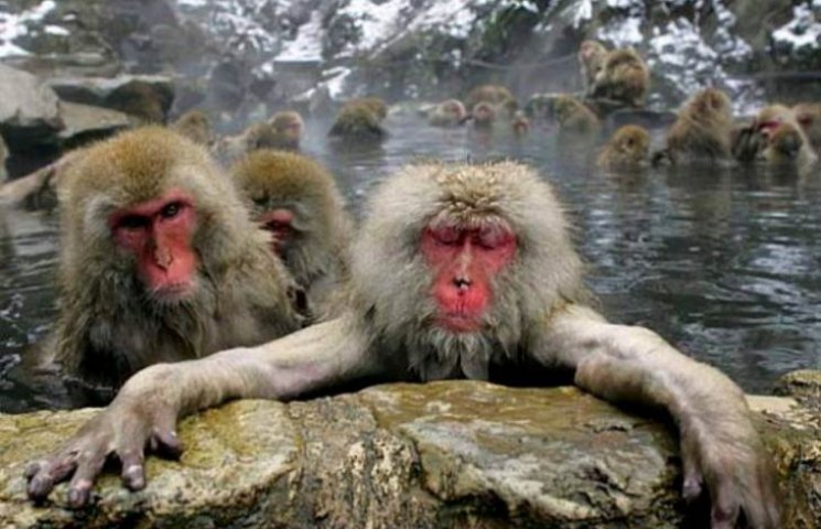 Як смішно мавпи релаксують у термальних…