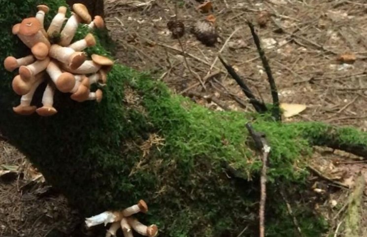Карпаты дразнят: грибы уже растут и на д…