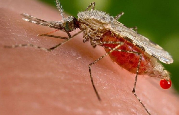 Малярійний комар змінює запах жертви, що…