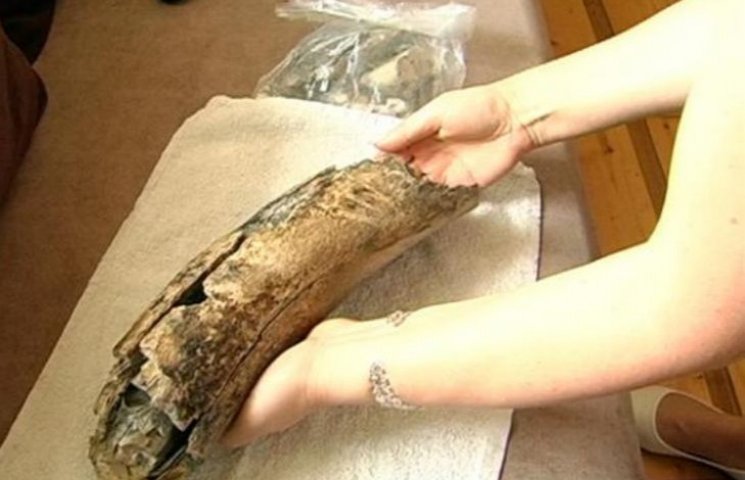 На Прикарпатье нашли останки мамонта, ко…