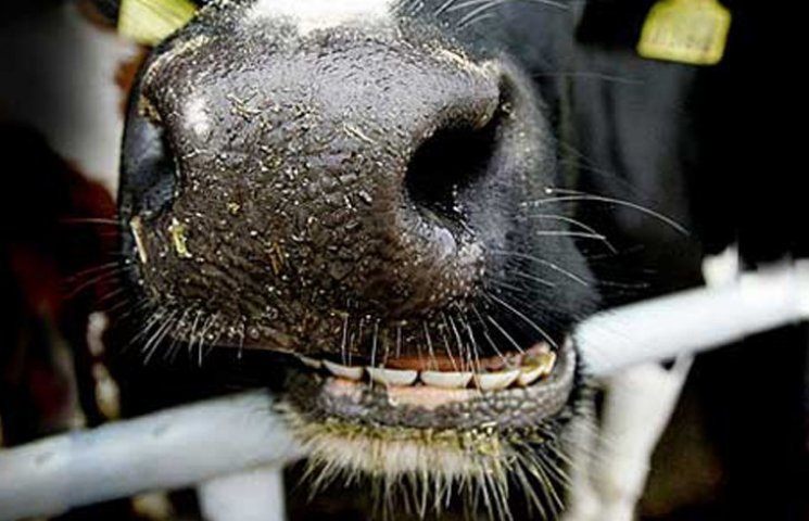 На Запоріжжі корови насмерть затоптали п…