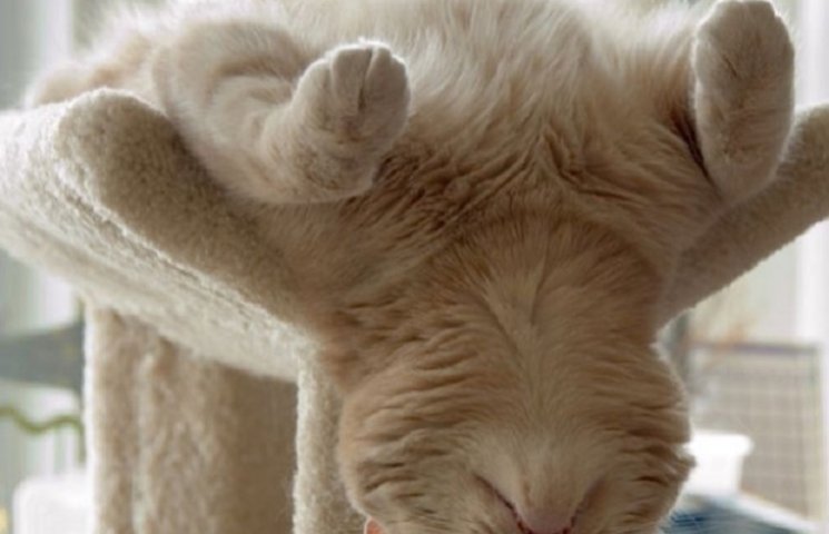 ТОП-13 кумедних котиків, які можуть спат…
