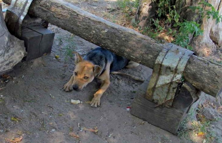 На Хортиці потруїли бездомних собак…
