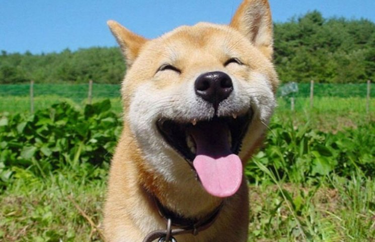 ТОП-12 тварин, які точно змусять посміхн…