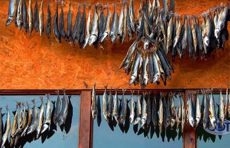 В одесскую акваторию вернулась рыба, кот…