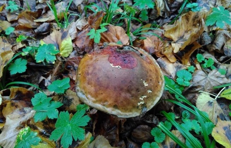 В парке на Львовщине вырос гриб-гигант (…