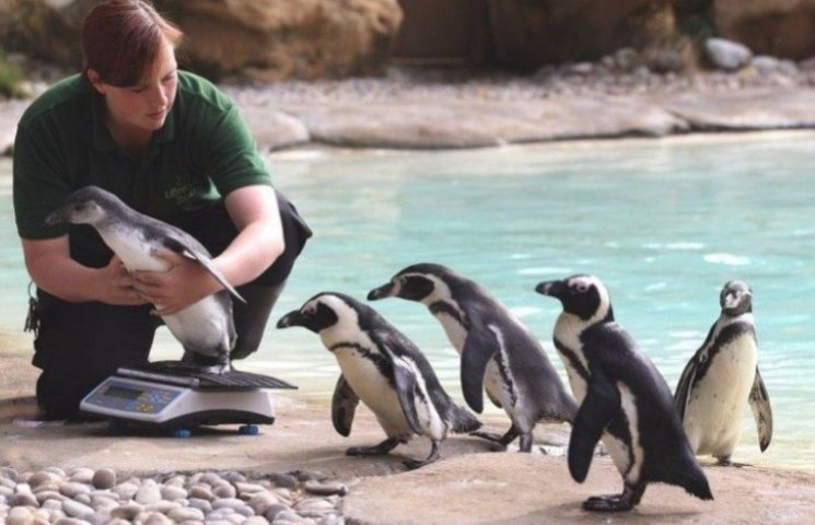 Як виглядають пінгвіни, які дуже люблять…