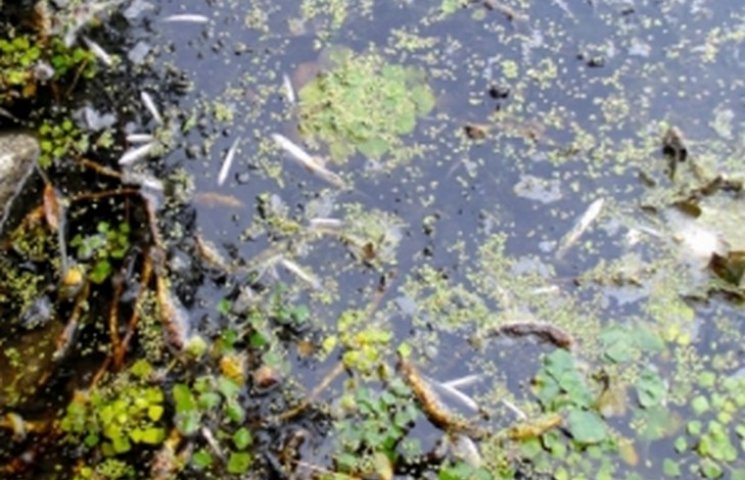 У річці на Вінниччині отруїли рибу…