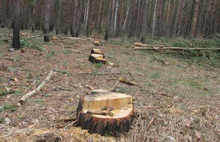 На Буковине будут судить мастера леса, к…