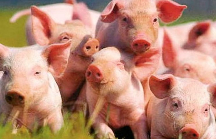 10 цікавих свинських фактів…
