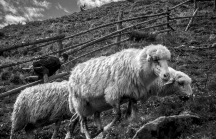 Горы, овцы, сыр: Как живут карпатские ов…