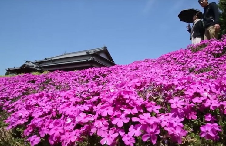 Краса по-японськи: Чоловік посадив плант…